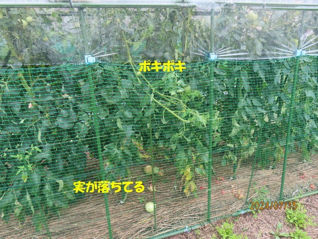 トマト被害