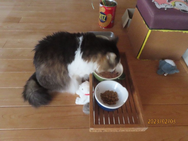 晩ゴハン