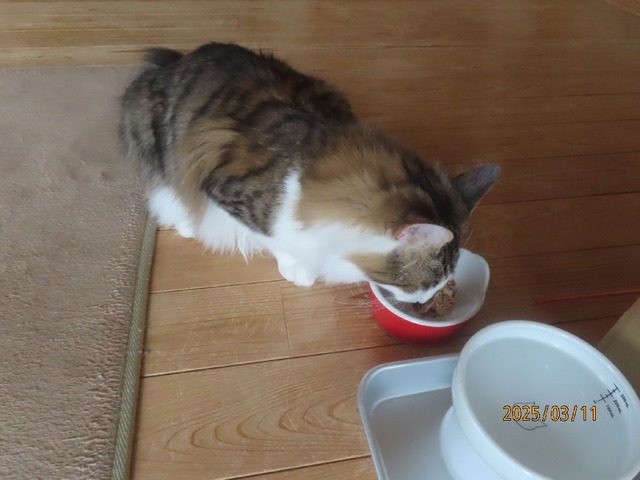 昼のおやつは焼きカツオ