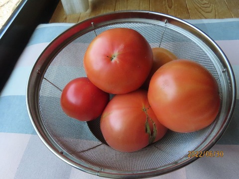 庭トマト