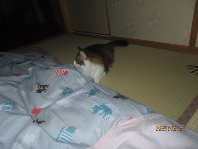 蒲団②