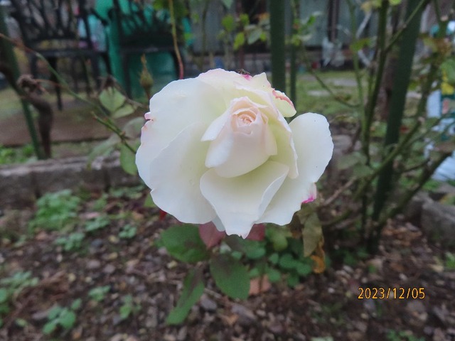 マチルダ