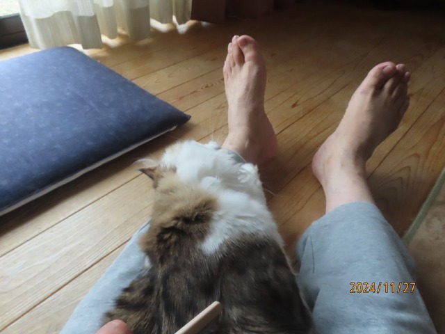 ブラッシング②