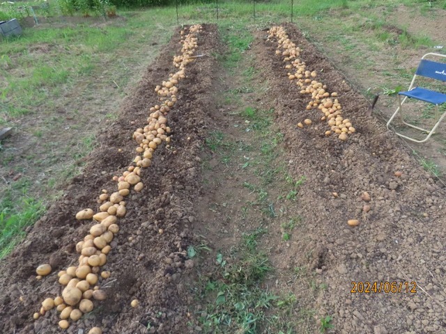 ジャガイモ収獲