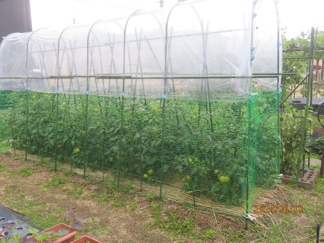 トマト異常無し