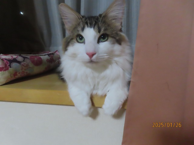 十一時まだ出窓