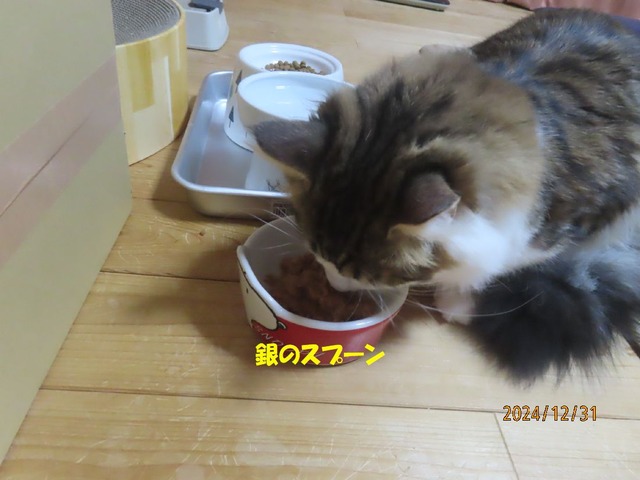 晩ゴハン