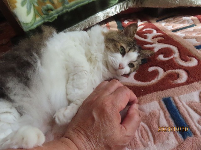 和室でほっこり