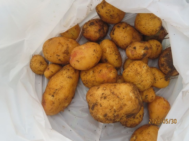 インカのめざめ