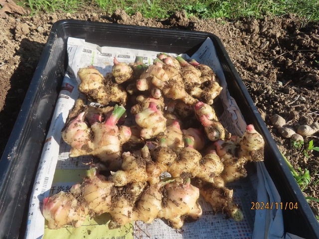 シヨウガイトコへ