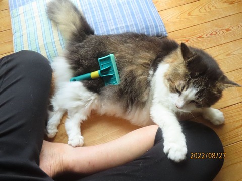 ブラッシング②