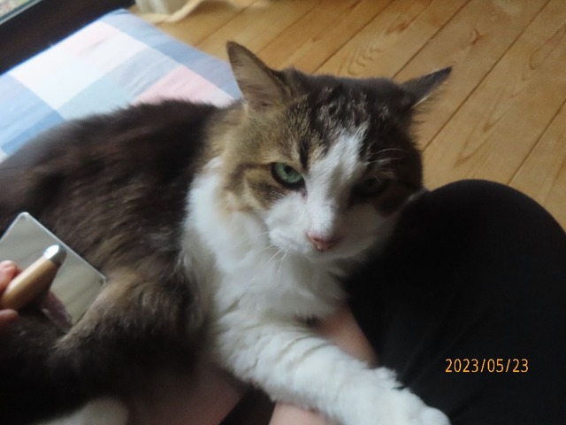 ブラッシング②