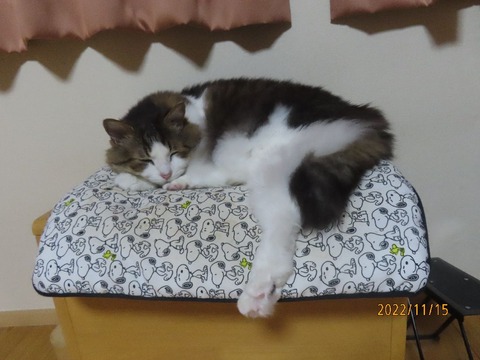 椅子で一寝入り