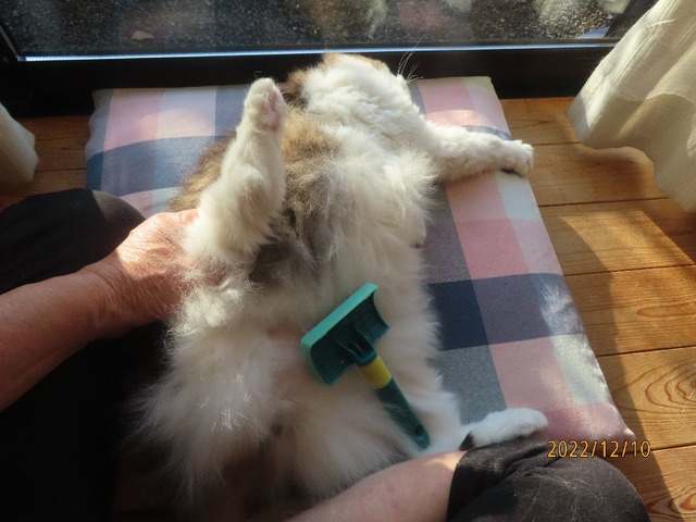 ブラッシング④