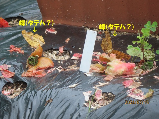 食べかすに蝶