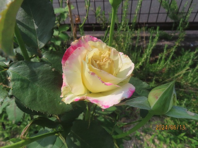 ダブルデライト