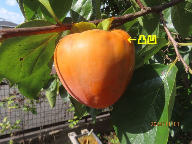 柿