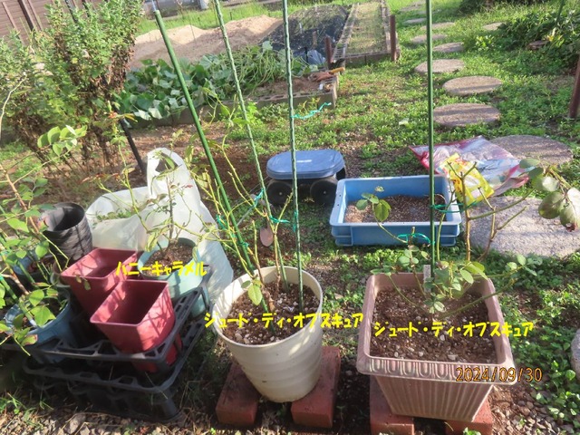 バラ植え替え