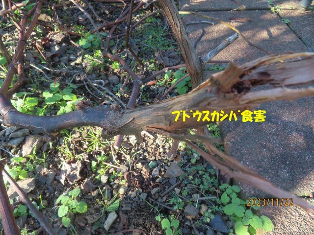 ブドウスカシバ