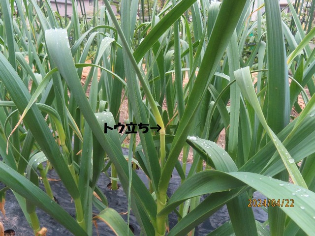 ニンニクトウ立ち②