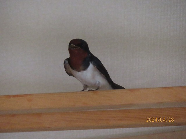 ツバメ③
