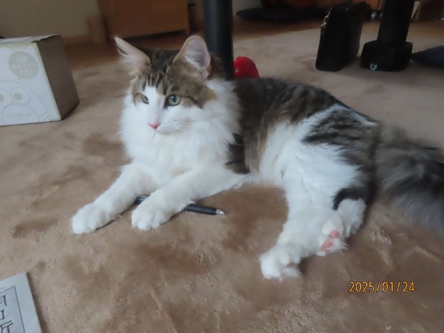 ボールペン遊び