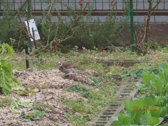 ツグミ
