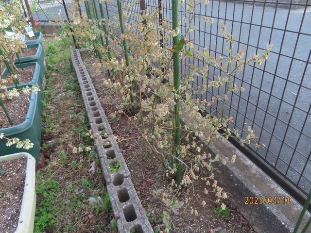 垣根ラビットアイ