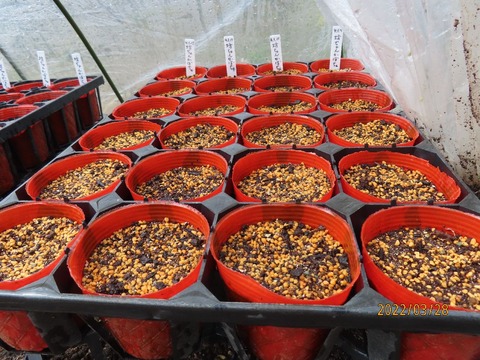 十五日カボチャ