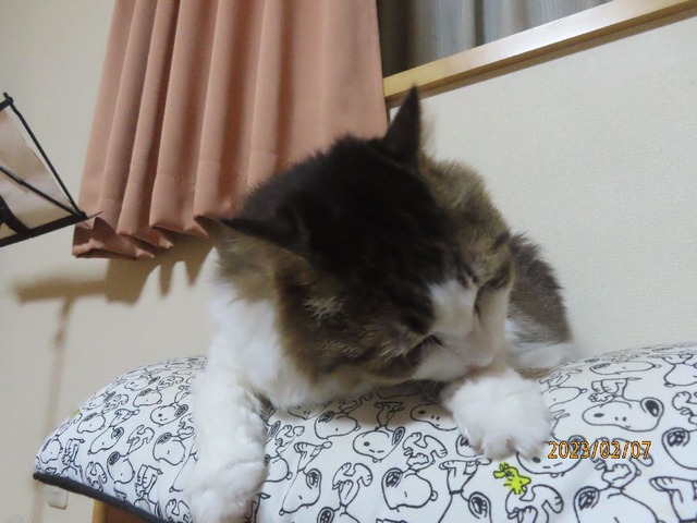 椅子③毛繕い