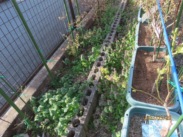 垣根ブルーベリー草