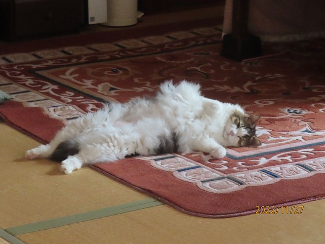 ふい~