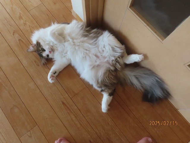 ただいま