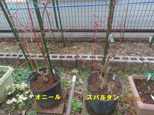 植え替え