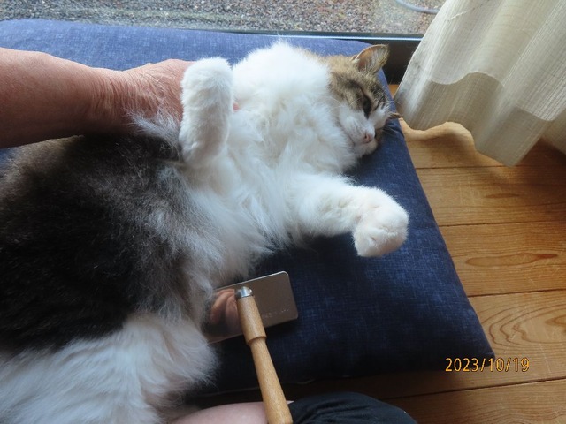 ブラッシング③