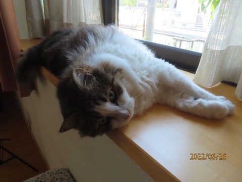 ふう「なんとかしてよ」