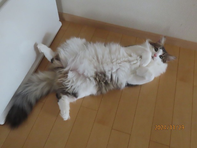 キッチンころりん①