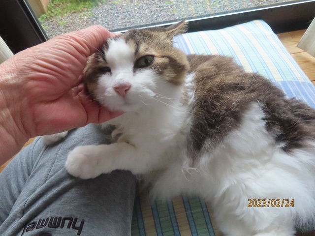 ブラッシング③