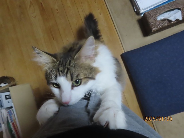 飛びつき