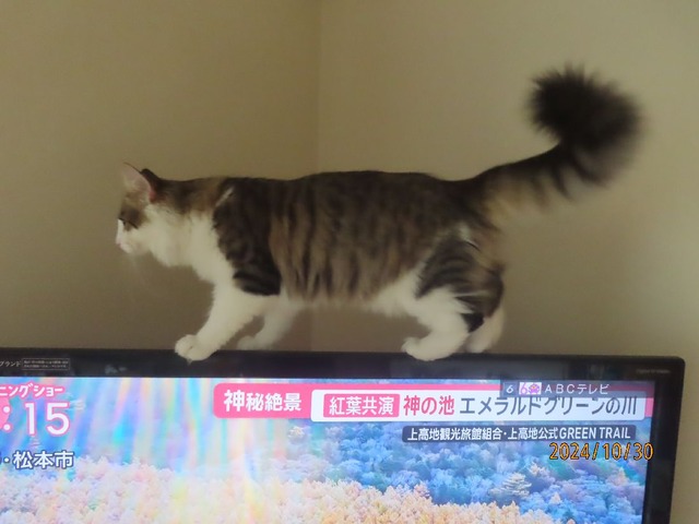 リビングテレビ①