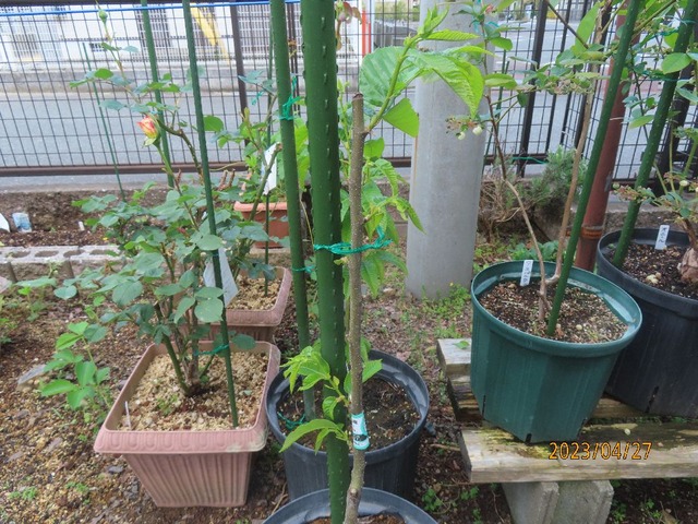 ポロタン栗
