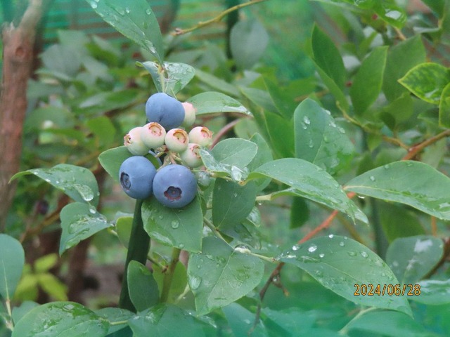 ネットの中ブライトウエル