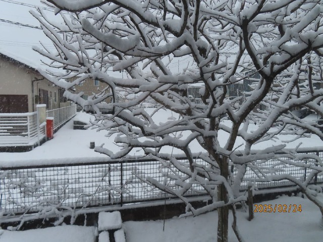 朝西雪