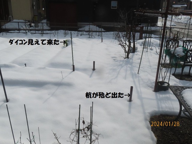 お昼前陽射し②