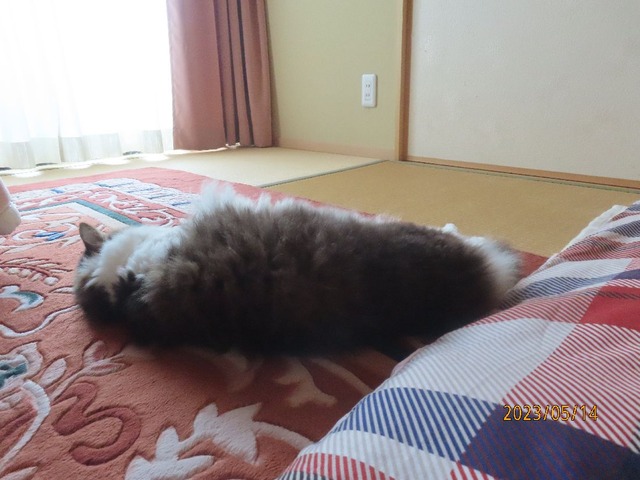 和室でころりん