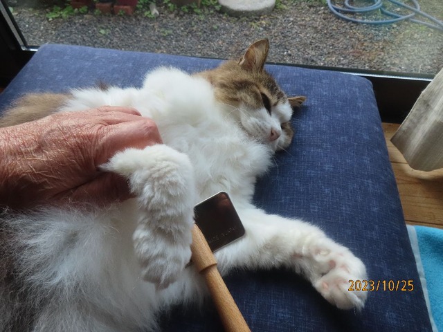 ブラッシング②