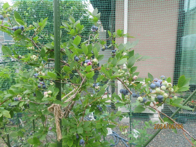 ブルーベリー②