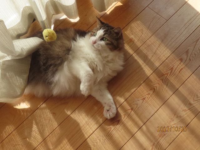 おもちゃ遊び①