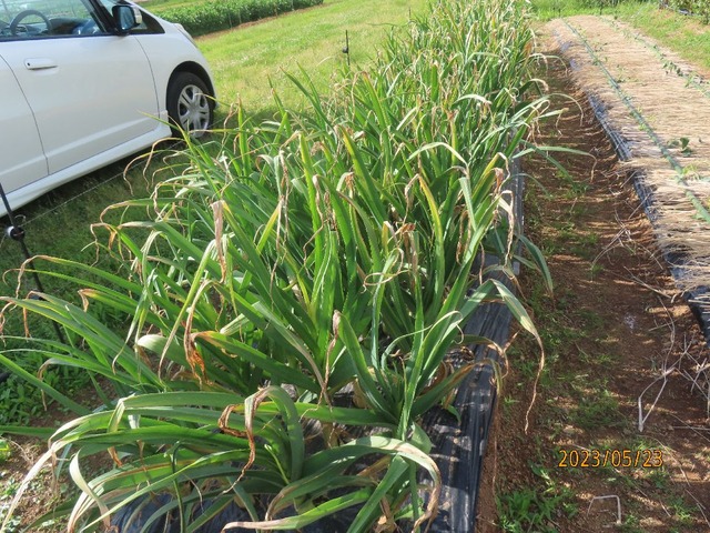 ニユーホワイト六片