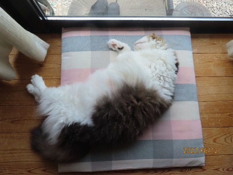 お昼ほっこり